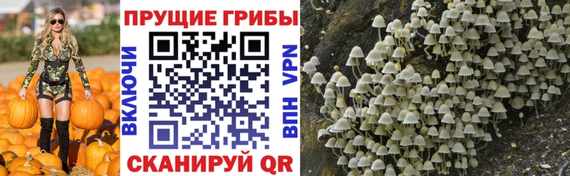 Галлюциногенные грибы Psilocybine cubensis  кракен tor  Краснознаменск 