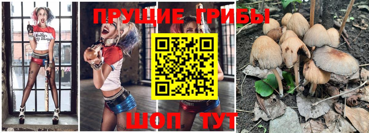 Галлюциногенные грибы Psilocybine cubensis  Краснознаменск 