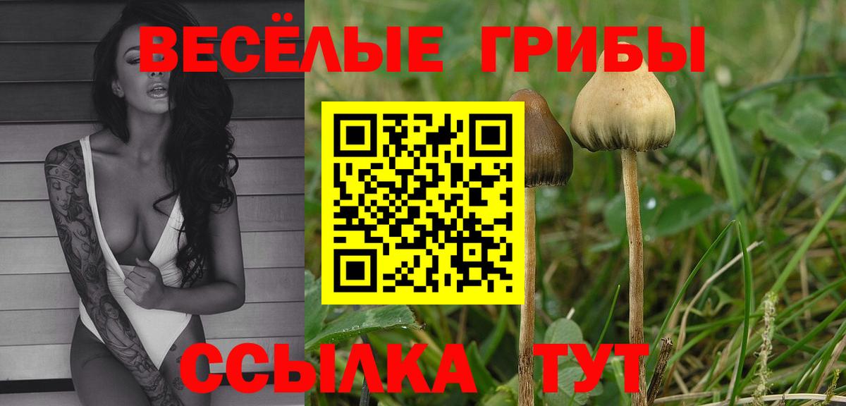 Галлюциногенные грибы Psilocybe  Вход с VPN  Краснознаменск  Псилоцибиновые грибы Psilocybine cubensis 